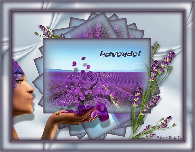 Les 6 Lavendel